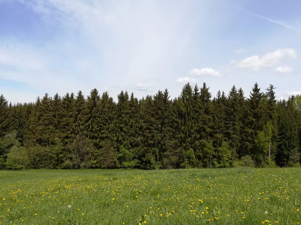 Smrkový les na okraji louky
